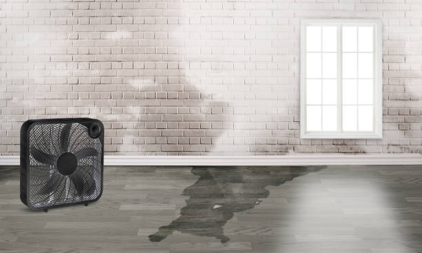 Best Mold removal after water damage  in Hatboro, PA